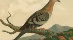 Патнички гулаб